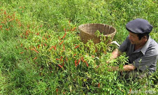 中国八大辣椒种植地，有一个地区最不会吃辣，却爱种辣椒！