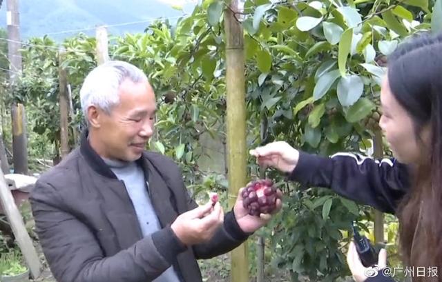 这种水果你见过吃过吗？广东老伯试种六年成功种出“黑老虎”