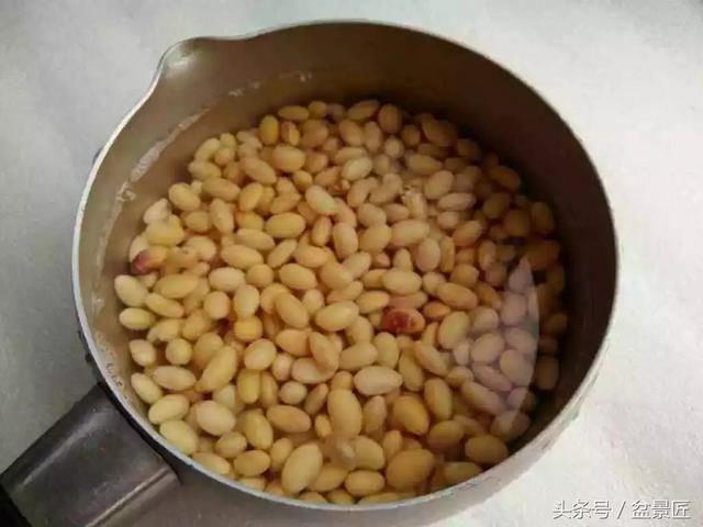 学会这个方法，以后豆苗全靠自己种