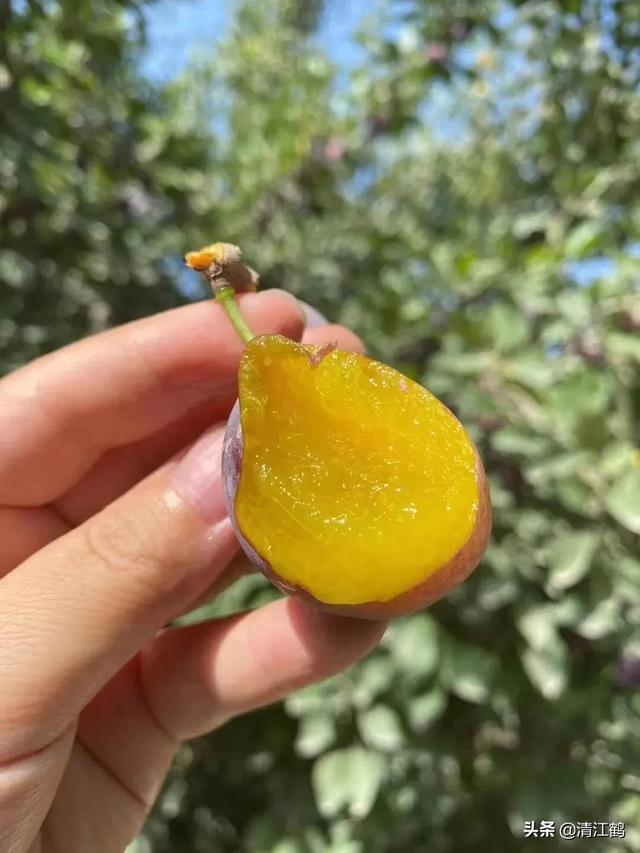 西梅树适合什么环境种植？南方引种，可以进行避雨设施栽培