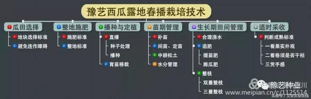 西瓜春季露地直播栽培！这篇文章说的真好