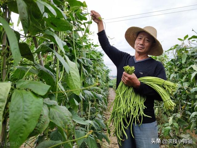 怎样才能种出高产优质的好豆角？记住这4个种植管理技巧