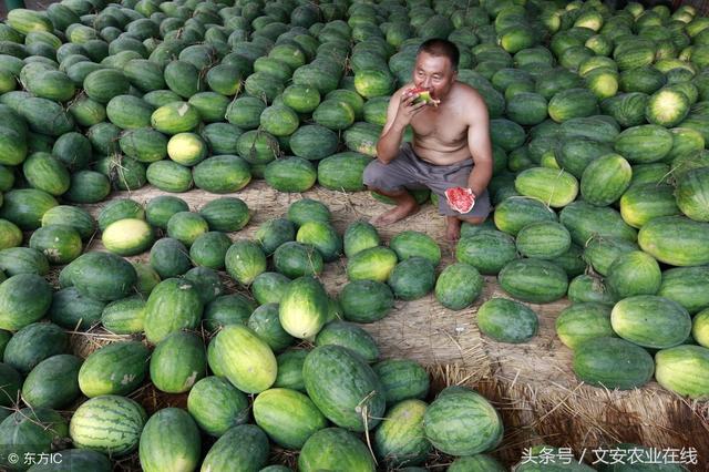 西瓜春季露地直播栽培！这篇文章说的真好