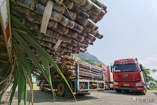 果蔗培育高产优质技术分享