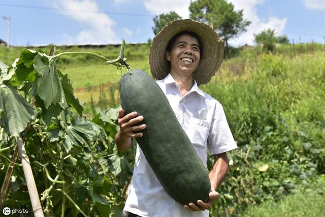 露天种植冬瓜有讲究，掌握6个栽培技巧，保你来年大丰收