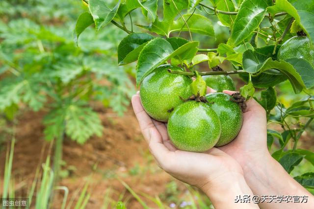 百香果怎样定植、搭架、整形修剪、施肥？这套种植技术，值得看看