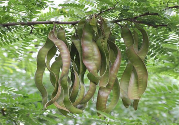 皂角的栽培要点，繁育栽培与播种管理方，你知道多少？