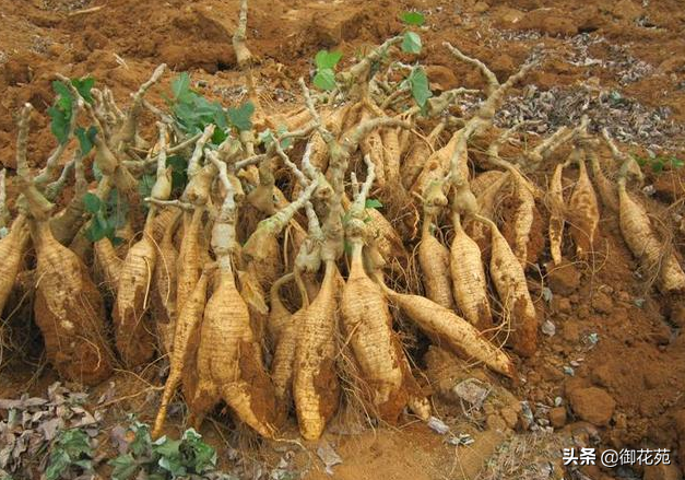 葛根怎么种植比较好，其实生命力很强，只要注意一个条件