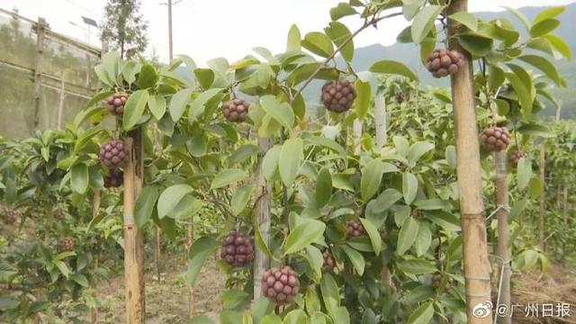 这种水果你见过吃过吗？广东老伯试种六年成功种出“黑老虎”