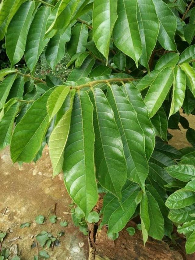 见血封喉是一种什么样的植物