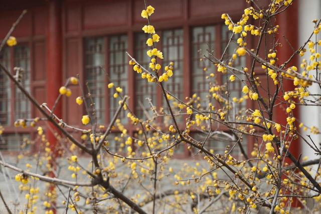 冻不死的花，北方院子随便养，开满树繁花