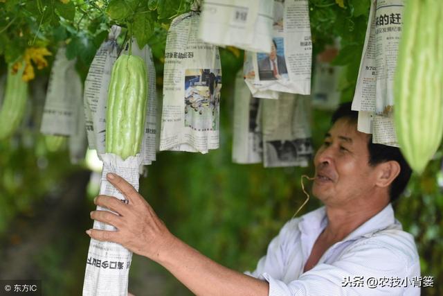 掌握好这些苦瓜栽种管理技巧，后期产量会增加、品质会提高！