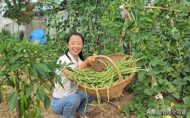 怎样才能种出高产优质的好豆角？记住这4个种植管理技巧