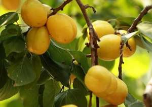 有机珍珠油杏种植(杏中皇后“珍珠油杏”的特性及高产栽培技术)