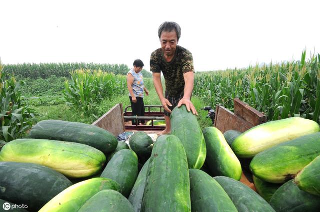 露天种植冬瓜有讲究，掌握6个栽培技巧，保你来年大丰收