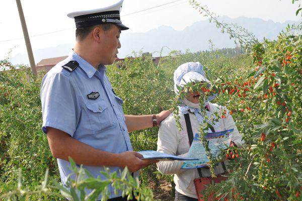 枸杞采摘季里话安全 乌拉特前旗交警不松懈