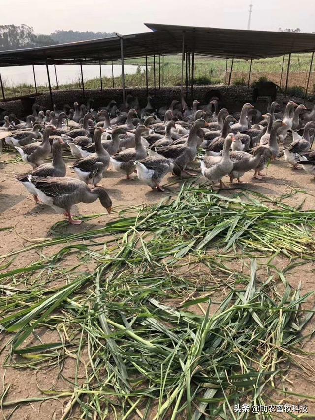 不爱吃、浪费！牧草饲喂猪鸡鸭鹅怎么样饲喂才能更好地利用