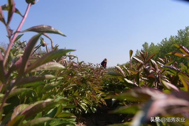 芍药花极具观赏功能，还能制成花茶，为啥农村种植户要摘下扔掉？