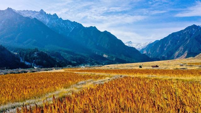 “超级谷物”藜麦或成为高寒山区主导产业，种植简单，收益可观