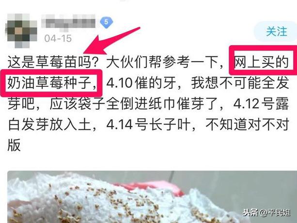 平民姐草莓种植(3) 新手为何总绕不过“神苗”？草莓苗这样选购