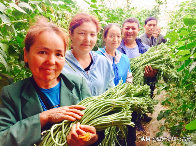 豆角如何种植和管理，才能让苗株长势更好、开花结荚更多？