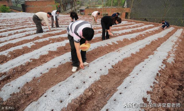 花生一亩地种多少穴最好，行距和株距什么尺寸最好，一块看看