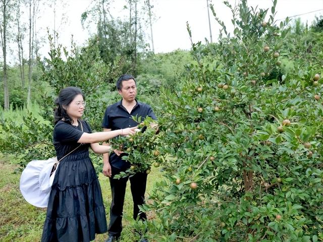 将千亩油茶林打造成为乡村振兴的“绿色银行”