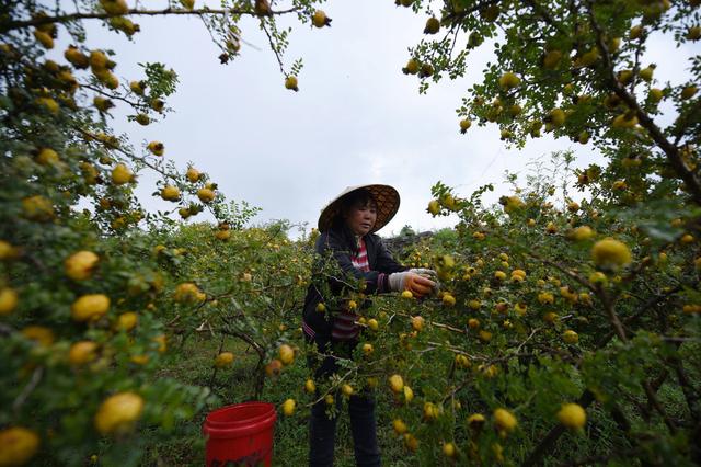 如果栽培刺梨，育苗和定植选择在什么时候比较好？现在就比较合适