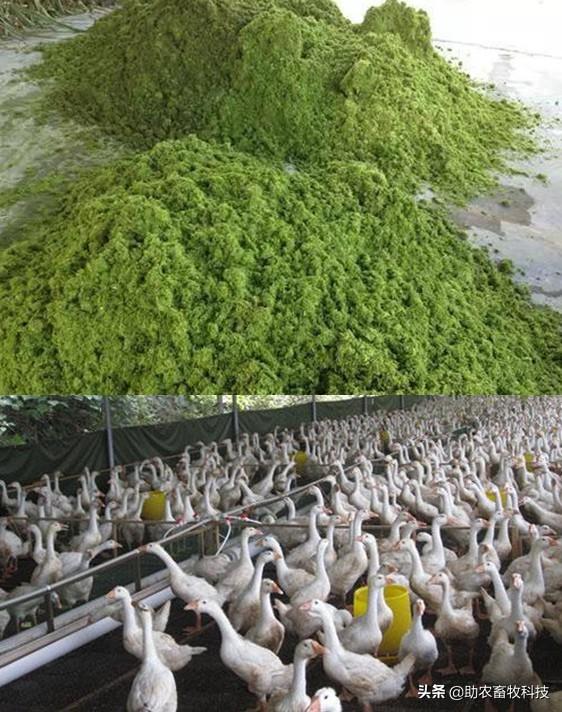 不爱吃、浪费！牧草饲喂猪鸡鸭鹅怎么样饲喂才能更好地利用