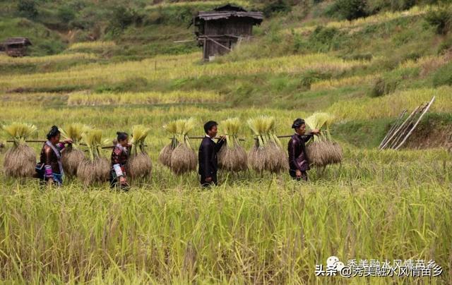 融水灵芝、紫黑香糯喜获广西地方标准立项