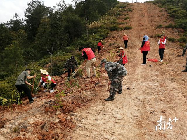 植绿正当时！梅州五华开展义务植树活动，栽种约65000棵树苗