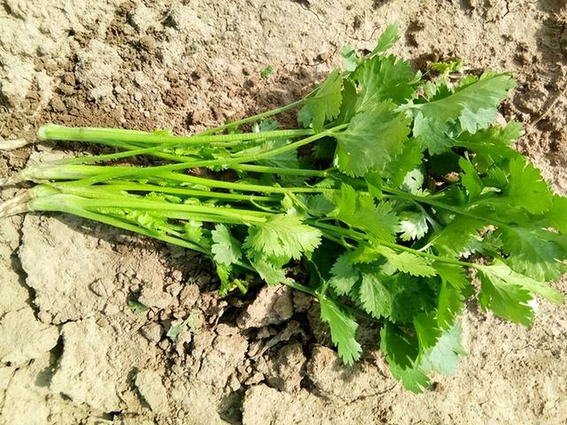 香菜在家就能种，做好3个方面，茂盛美观，生机勃勃，持续收获