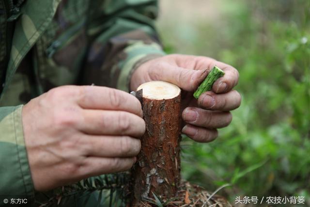 梨树什么时候嫁接？用什么砧木最好？有哪些方法？如何高接换头？