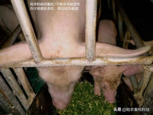 不爱吃、浪费！牧草饲喂猪鸡鸭鹅怎么样饲喂才能更好地利用