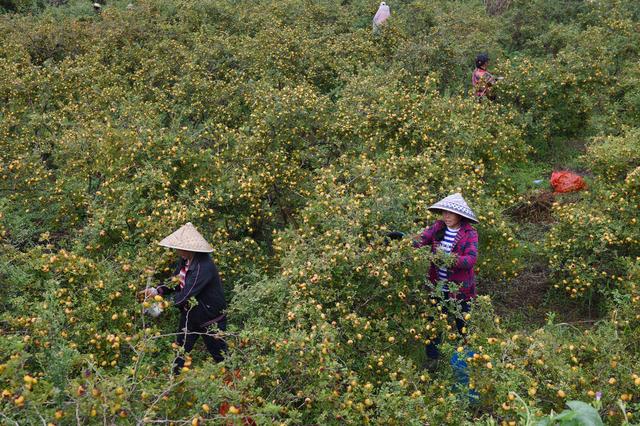 如果栽培刺梨，育苗和定植选择在什么时候比较好？现在就比较合适