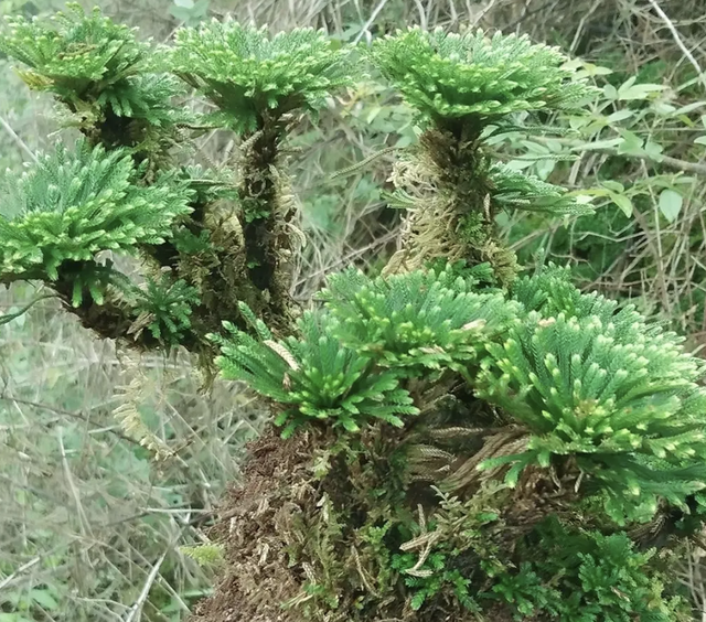 池塘边有1种“还魂草”，挖5棵种起来，来年变盆栽，珍贵