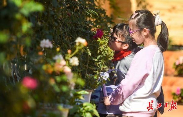 在“种子教室”学种菜，小学生楼顶种菜薹收获劳动快乐