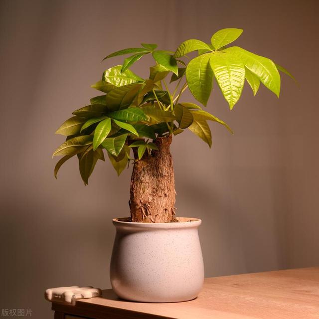 种植绿植掌握正确的方法，茁壮成长，一通百通，走进绿植世界