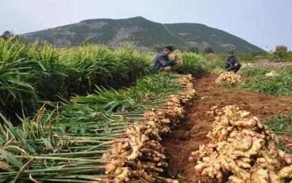 生姜什么时候种植最好，现在种植时间可以吗？