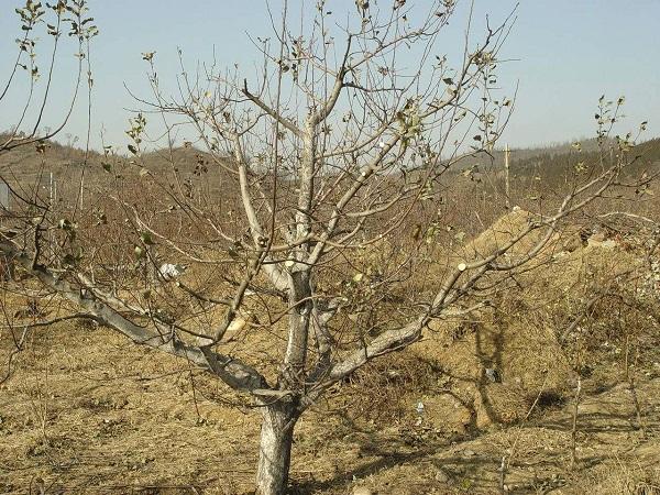 中国农民种植苹果的8个技巧，让家里的苹果树增产增收