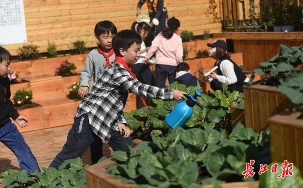 在“种子教室”学种菜，小学生楼顶种菜薹收获劳动快乐