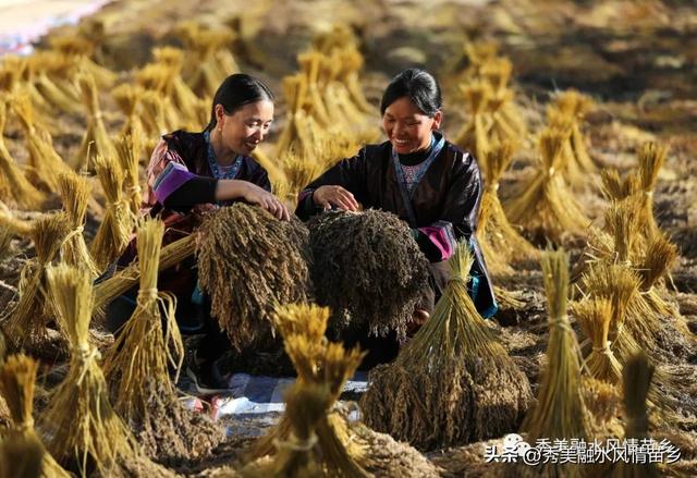 融水灵芝、紫黑香糯喜获广西地方标准立项