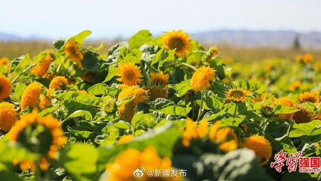 新疆呼图壁：玩具熊向日葵花开正艳引蜂来