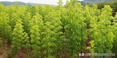 金叶复叶槭如何种植才能更茁壮成长？