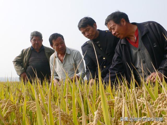 种植水稻巧补硅，前期长势好、后期产量高！水稻硅肥正确使用方法