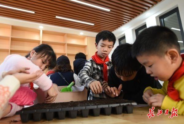 在“种子教室”学种菜，小学生楼顶种菜薹收获劳动快乐