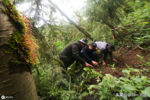 天麻种植生态气候条件及增产技术总结都在这，请收好