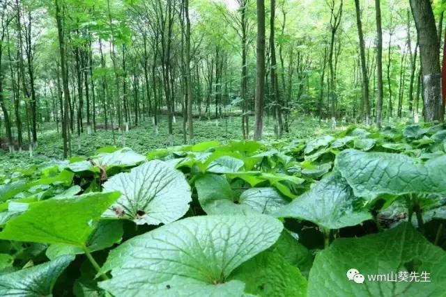 山葵的发现和种植起源