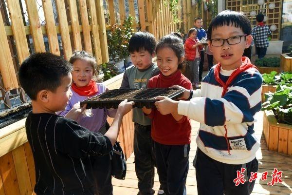 在“种子教室”学种菜，小学生楼顶种菜薹收获劳动快乐