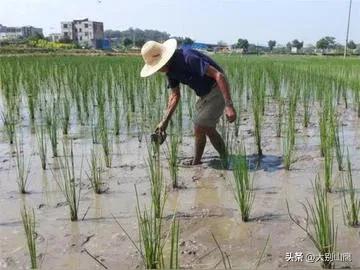 马蹄的生长习性、作用及种植技术